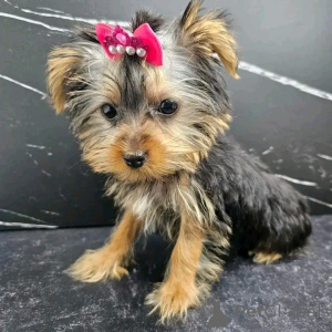 Foto №2 zu Ankündigung № 138050 zu verkaufen yorkshire terrier - einkaufen Spanien züchter