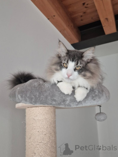 Foto №2 zu Ankündigung № 169106 zu verkaufen norwegische waldkatze - einkaufen Finnland quotient 	ankündigung