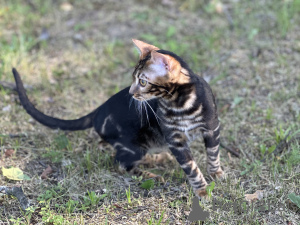 Foto №2 zu Ankündigung № 36697 zu verkaufen bengal katzenrasse - einkaufen Großbritannien quotient 	ankündigung, vom kindergarten, züchter