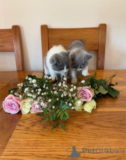 Foto №2 zu Ankündigung № 153214 zu verkaufen britisch kurzhaar - einkaufen Deutschland 