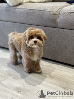 Foto №3. Maltipoo Junge 6 Monate. Kanada