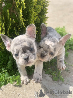 Zusätzliche Fotos: Hallo Französische Bulldoggenwelpen zu verkaufen.