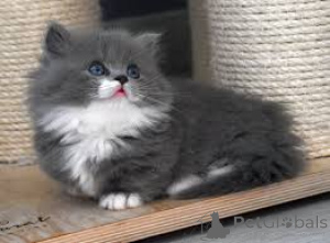 Foto №3. Munchkin-kissanpennut adoptoitavaksi. Finnland