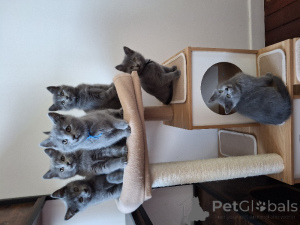 Foto №1. ragdoll-katze - zum Verkauf in der Stadt Charleroi | Frei | Ankündigung № 172760