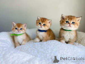 Foto №1.  - zum Verkauf in der Stadt Piatra Neamț | verhandelt | Ankündigung № 161747