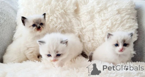 Foto №3. Reinrisige Ragdoll-Kätzchen MIT Stammbaum, Registriert, Reinkrassig, HCM und Pkd. Deutschland