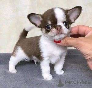 Foto №3. Toilette ausgebildet Chihuahua. Belgien