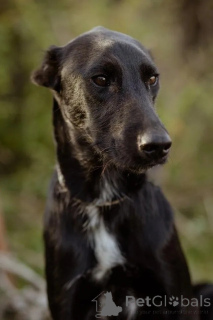 Foto №3. Der wundervolle Herr sucht seine Familie. Russische Föderation
