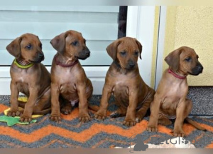 Foto №1. thai ridgeback - zum Verkauf in der Stadt Chorherrn | 350€ | Ankündigung № 170155