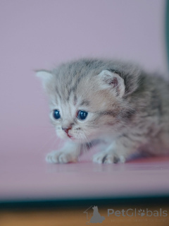 Foto №1.  - zum Verkauf in der Stadt Alabama | verhandelt | Ankündigung № 161687