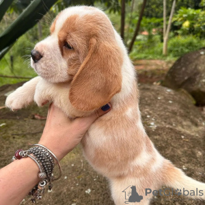 Foto №1. beagle - zum Verkauf in der Stadt Bonn | 473€ | Ankündigung № 119520