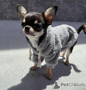 Foto №3. Chihuahua-Welpen zur Adoption . Dänemark