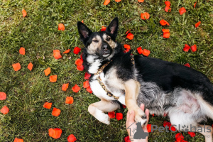 Foto №2 zu Ankündigung № 115017 zu verkaufen mischlingshund - einkaufen Russische Föderation quotient 	ankündigung