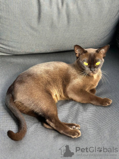 Foto №2 zu Ankündigung № 66498 zu verkaufen birma-katze - einkaufen Deutschland züchter