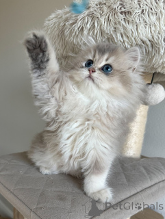 Foto №1. britisch kurzhaar - zum Verkauf in der Stadt Hamburg | verhandelt | Ankündigung № 152480