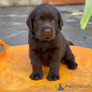 Foto №3. Registrierte Labrador Retriever Welpen. Deutschland