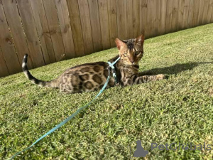 Foto №2 zu Ankündigung № 153217 zu verkaufen bengal katzenrasse - einkaufen Schweden quotient 	ankündigung