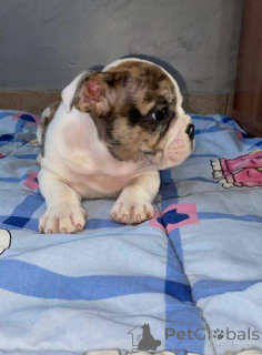 Foto №3. Wunderschöne Englische Bulldoggenwelpen abzugeben. Serbien