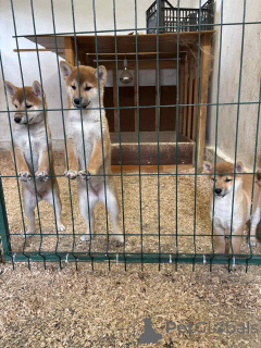 Foto №2 zu Ankündigung № 155100 zu verkaufen shiba - einkaufen Serbien 