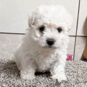 Foto №3. Bichon Frisén Pennut etsivät perhettä. Finnland