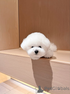 Foto №2 zu Ankündigung № 174973 zu verkaufen bichon frisé - einkaufen Deutschland quotient 	ankündigung