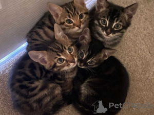 Foto №1. bengal katzenrasse - zum Verkauf in der Stadt Adelboden | 350€ | Ankündigung № 151632