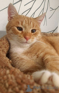 Foto №3. Die Teenagerkatze Vasily sucht ein Zuhause. Russische Föderation