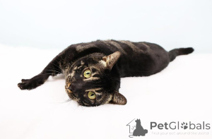 Foto №2 zu Ankündigung № 152645 zu verkaufen bengal katzenrasse - einkaufen Schweiz quotient 	ankündigung