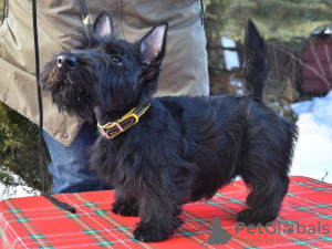 Foto №2 zu Ankündigung № 133963 zu verkaufen scottish terrier - einkaufen Russische Föderation quotient 	ankündigung
