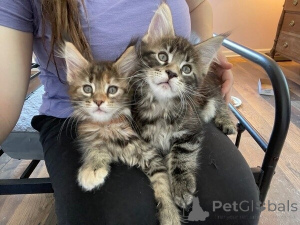 Foto №1. maine-coon-katze - zum Verkauf in der Stadt Donzdorf | 350€ | Ankündigung № 172307