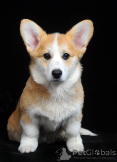 Foto №4. Ich werde verkaufen welsh corgi in der Stadt Ровно. züchter - preis - 1500€