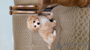 Foto №4. Ich werde verkaufen maltipu in der Stadt Balti. quotient 	ankündigung - preis - verhandelt