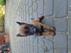 Foto №4. Ich werde verkaufen malinois, belgischer schäferhund in der Stadt Radom. züchter - preis - 950€