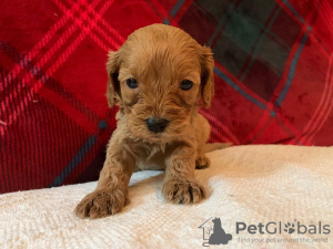 Foto №3. Wunderschöne Cavapoo-Welpen zur kostenlosen Adoption. Deutschland