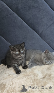 Foto №4. Ich werde verkaufen schottische faltohrkatze in der Stadt Chicago. quotient 	ankündigung - preis - 638€