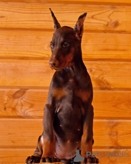 Foto №3. Dobermannwelpen, Hündin und Jungen.. Deutschland