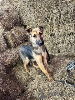 Foto №1. mischlingshund - zum Verkauf in der Stadt Lipezk | Frei | Ankündigung № 139213