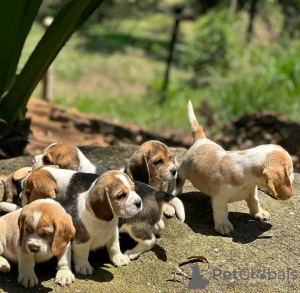 Foto №1. beagle - zum Verkauf in der Stadt Region Hannover | 159€ | Ankündigung № 129614