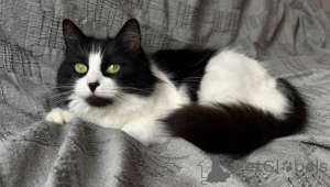 Foto №2 zu Ankündigung № 136415 zu verkaufen  - einkaufen Weißrussland 