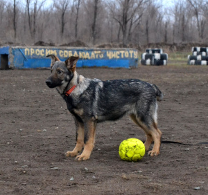 Foto №4. Ich werde verkaufen deutscher schäferhund in der Stadt Novotroitsk. vom kindergarten - preis - 494€
