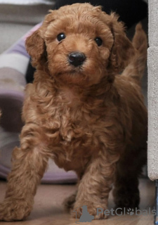 Foto №4. Ich werde verkaufen pudel (toy) in der Stadt Belgrad.  - preis - verhandelt