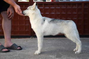 Foto №1. siberian husky - zum Verkauf in der Stadt Belgrad | verhandelt | Ankündigung № 71646