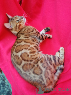 Foto №1. bengal katzenrasse - zum Verkauf in der Stadt Ufa | 7546€ | Ankündigung № 150615
