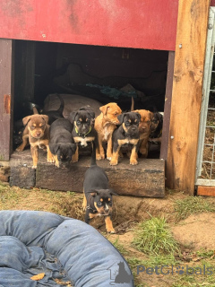 Foto №1.  - zum Verkauf in der Stadt Greensboro | Frei | Ankündigung № 139137