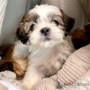 Foto №3. Die Welpen kommen heute vom Tierarzt und sind bereit, sich ihrer neuen Familie. Russische Föderation