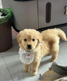 Foto №1. golden retriever - zum Verkauf in der Stadt Афины | verhandelt | Ankündigung № 139208