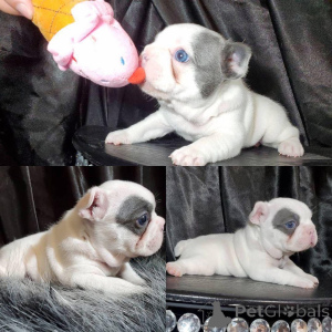 Foto №1.  - zum Verkauf in der Stadt Algeremiten | 484€ | Ankündigung № 161141