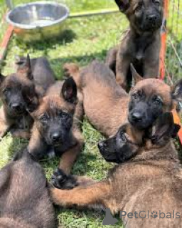 Foto №1. belgischer schäferhund - zum Verkauf in der Stadt Helsinki | 700€ | Ankündigung № 169383