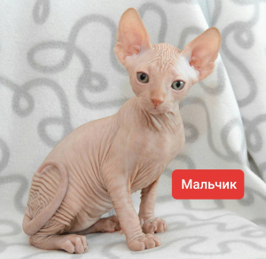 Foto №2 zu Ankündigung № 6477 zu verkaufen sphynx cat - einkaufen Ukraine quotient 	ankündigung