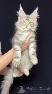 Foto №1. maine-coon-katze - zum Verkauf in der Stadt Paris | 1594€ | Ankündigung № 141767